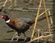 birds eye pheasant