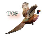 Creekside Pheasant Top