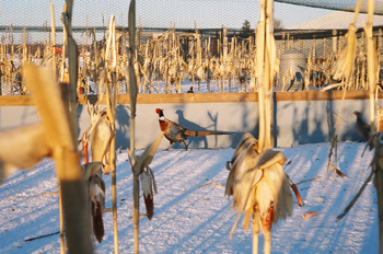 pheasants in flight at Creekside Pheasantry