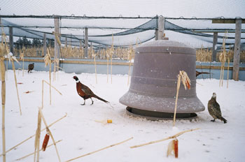 pheasant feeder at Creekside Pheasantry