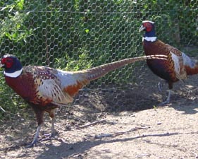 pheasant pen