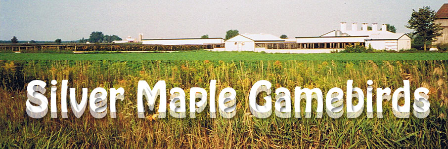 Silver Maple Gamebirds header